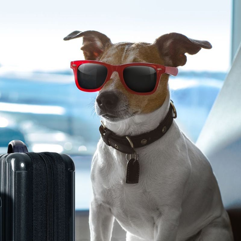 Dog with shades on