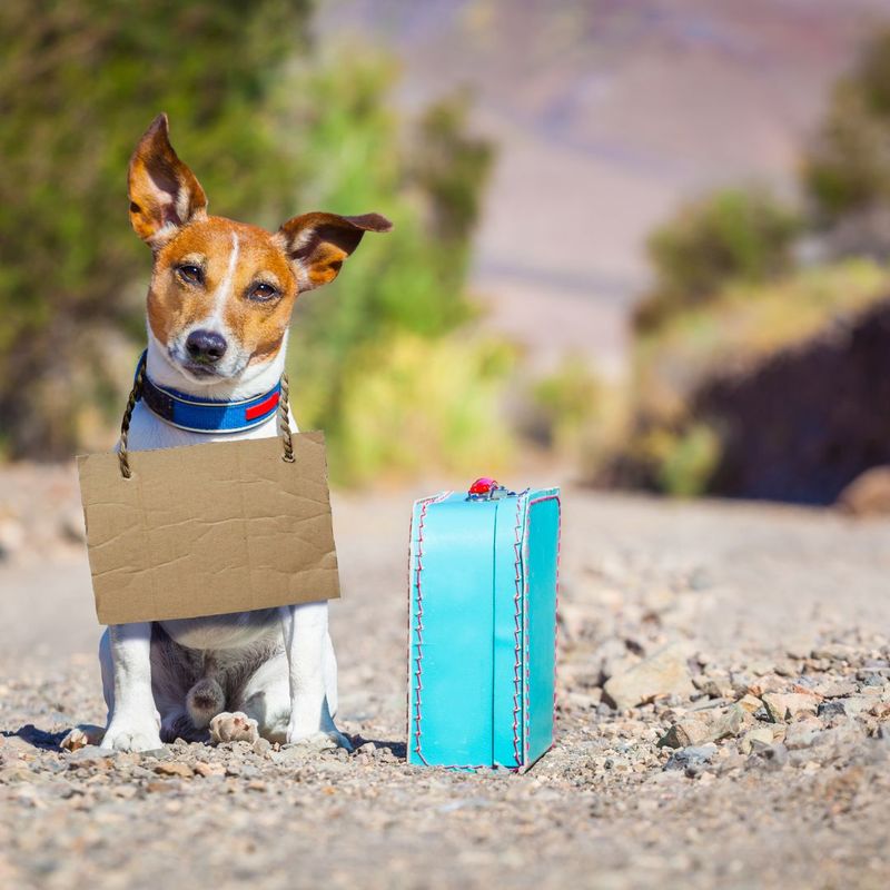 dog with cardboard sign and luggage