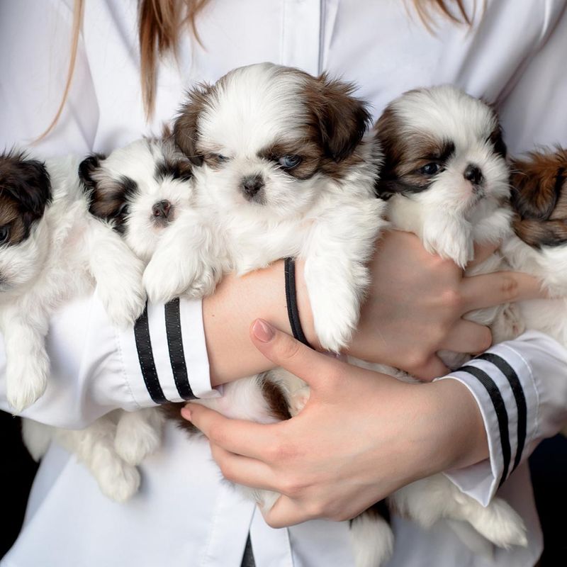 woman holding puppies