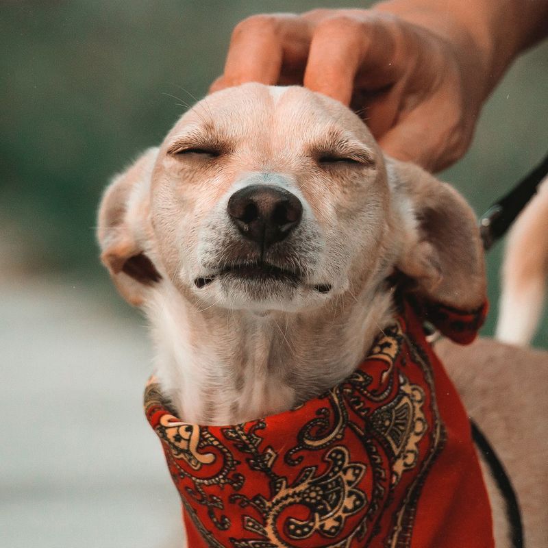Dog getting its head scratched