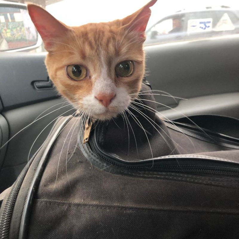 cat in travel bag cat in travel bag