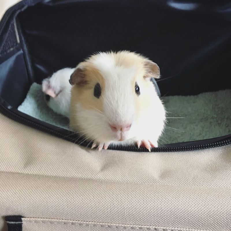 Guinea pig in carrier 