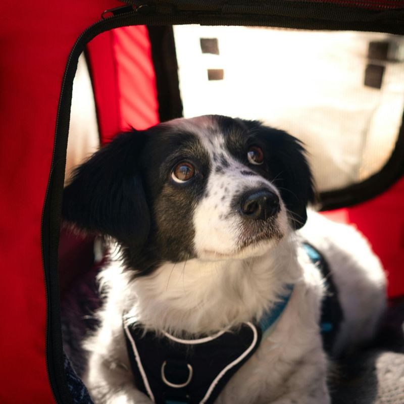 dog in carrier dog in carrier