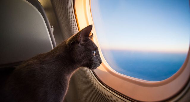 Pet Travel Etiquette Considerations for Ensuring a Positive Experience for Everyone on the Flight - Blog - Feature.jpg