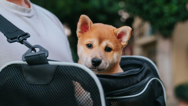 Pet Flight Nannies and Pet Health & Safety.jpg