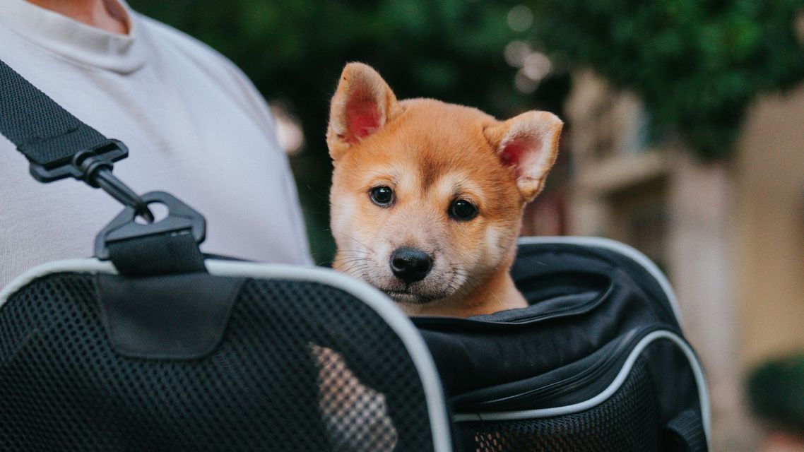 Pet Flight Nannies and Pet Health & Safety.jpg