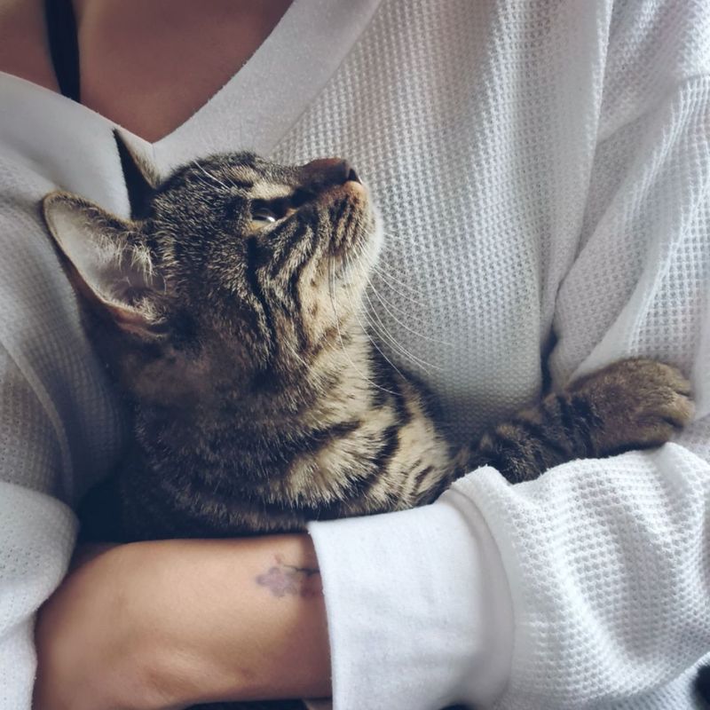 person hugging cat person hugging cat