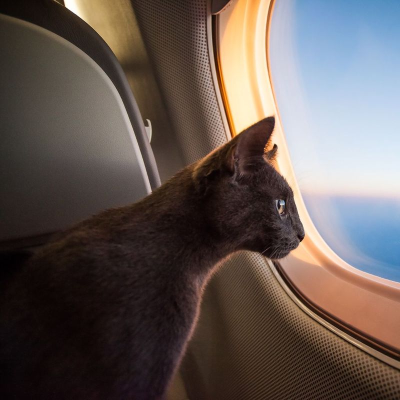 cat looking out a plane window