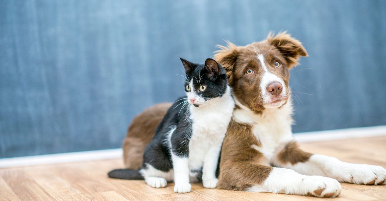 M33289 - Blog - Tips for Choosing the Right Flight Nanny for Your Pet.jpg
