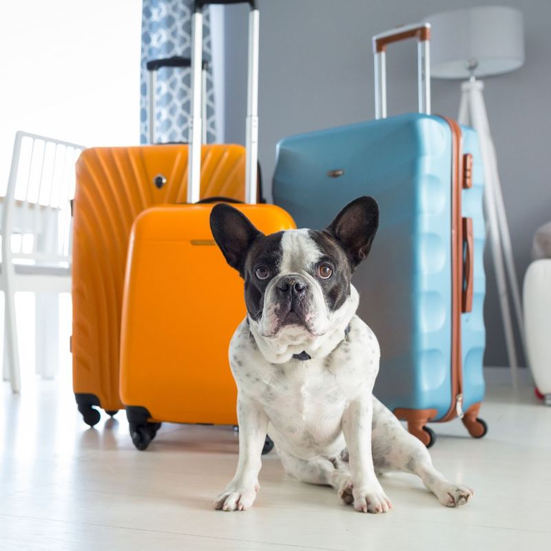 A small dog sitting by suitcases