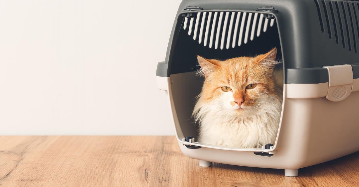 4 Things That Make Fuzzy Fur Babies Flight Nanny Different BB Featured Image.jpg