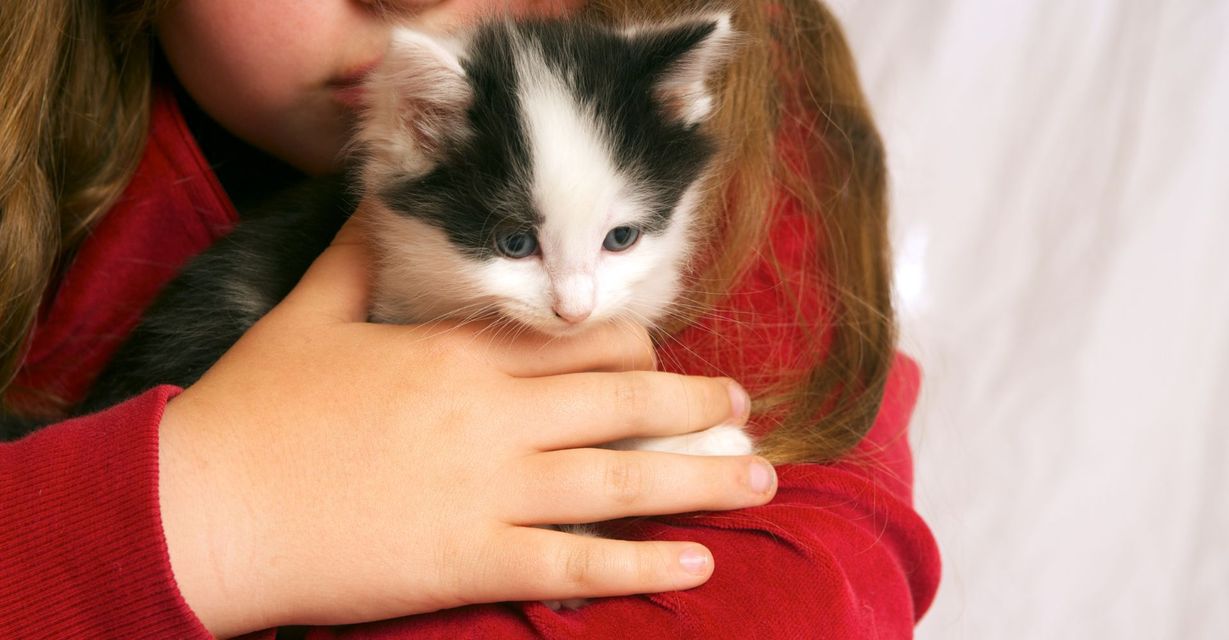 M33289 - Blitz - What to Know Before Buying a Pet That Lives Across the Country.jpg