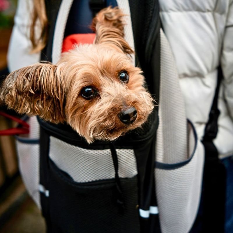 Pet Flight Nannies and Pet Health & Safety 3.jpg