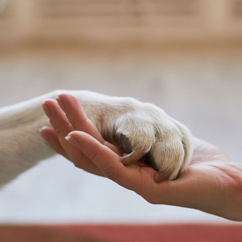 holding dog's paw