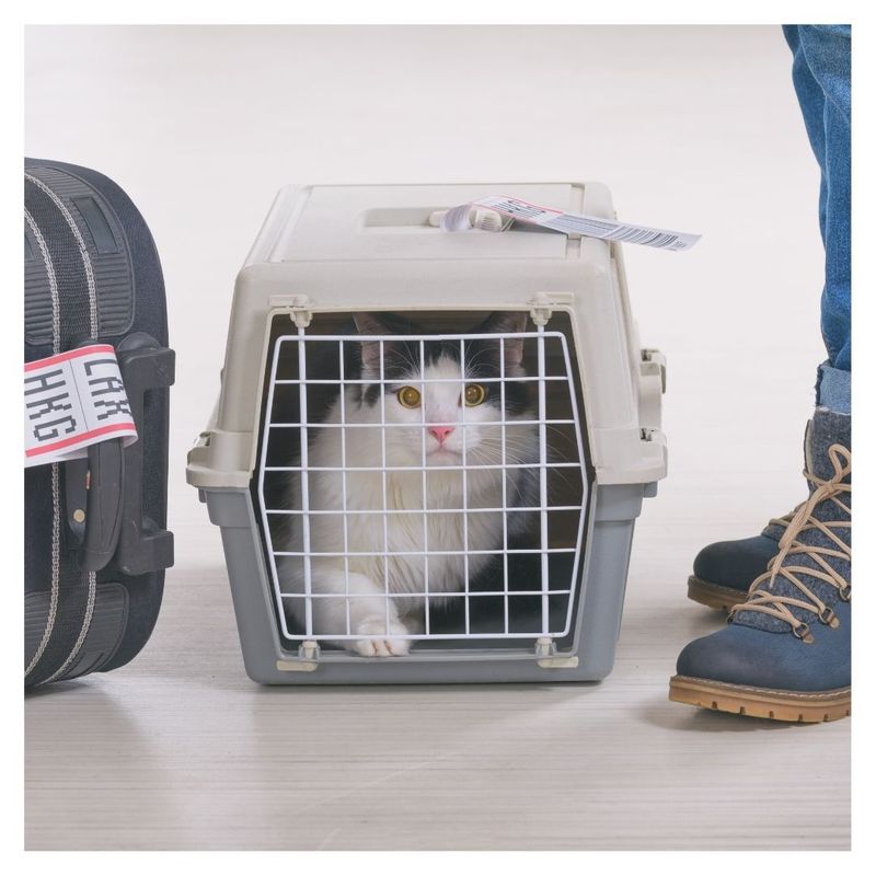 cat in a travel carrier