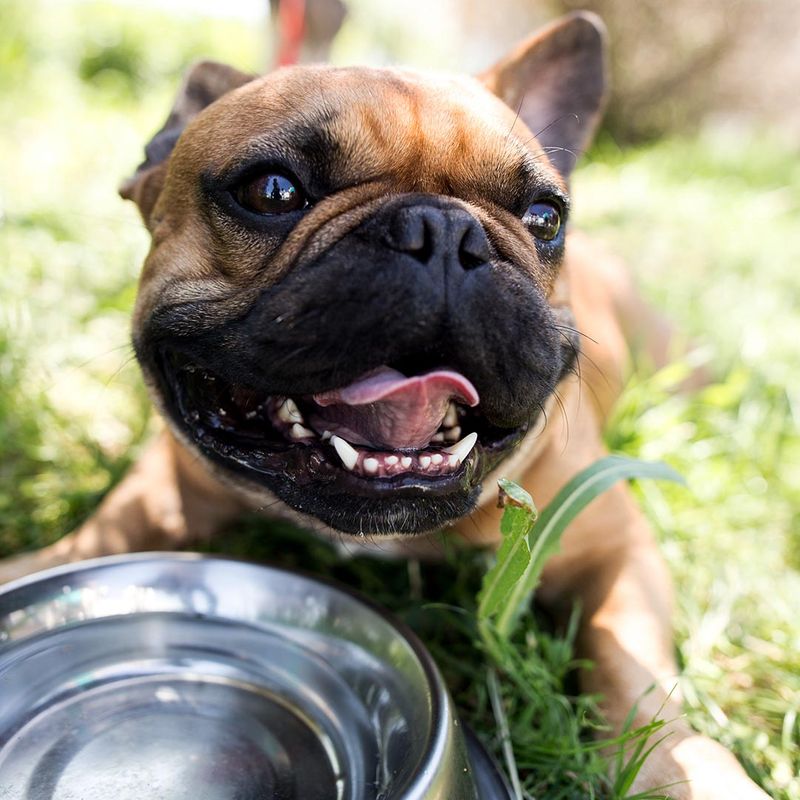 Happy dog in grass with water bowl