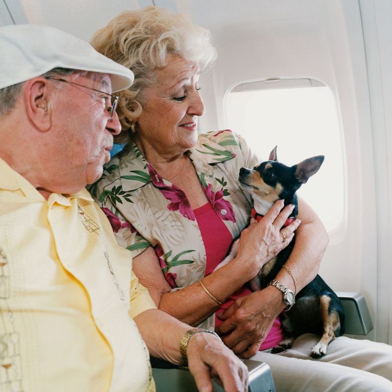couple with a dog on a plane