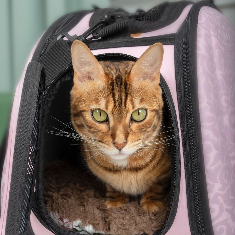 A cat in a comfortable carrying case
