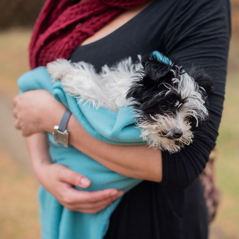 flight nanny transporting puppy in arms
