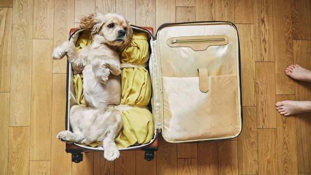 Dog posing in suitcase 
