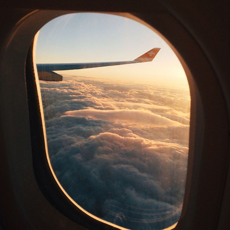 Flying With Multiple Pets1.jpg