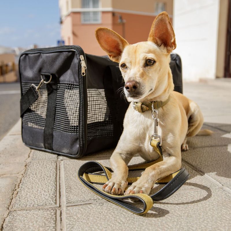 dog with carrier