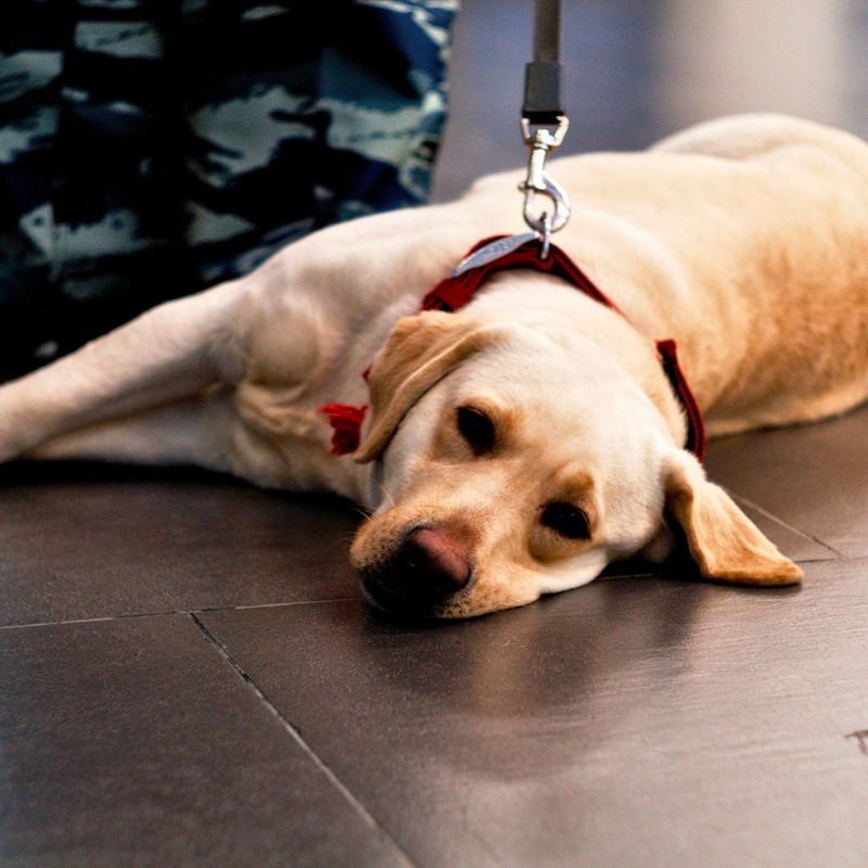 Pet Flight Nannies and Pet Health & Safety 4.jpg