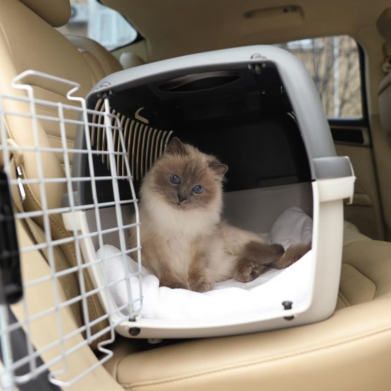 cat in pet carrier in the backseat of a car