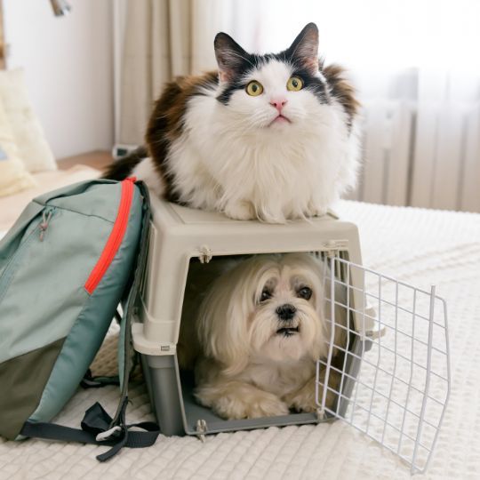 Familiarize Your Pet With the Carrier.jpg