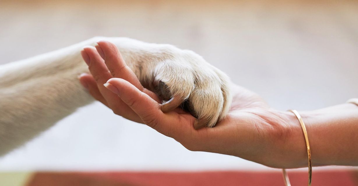 woman holding a dogs paw in her hand