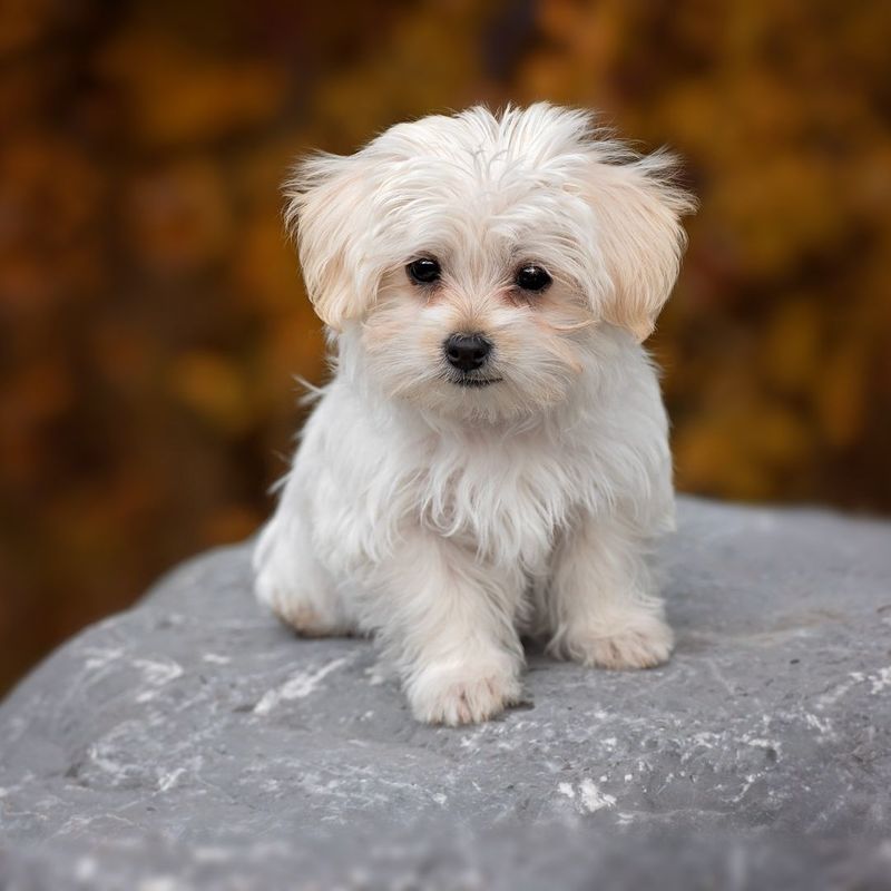 cute white puppy