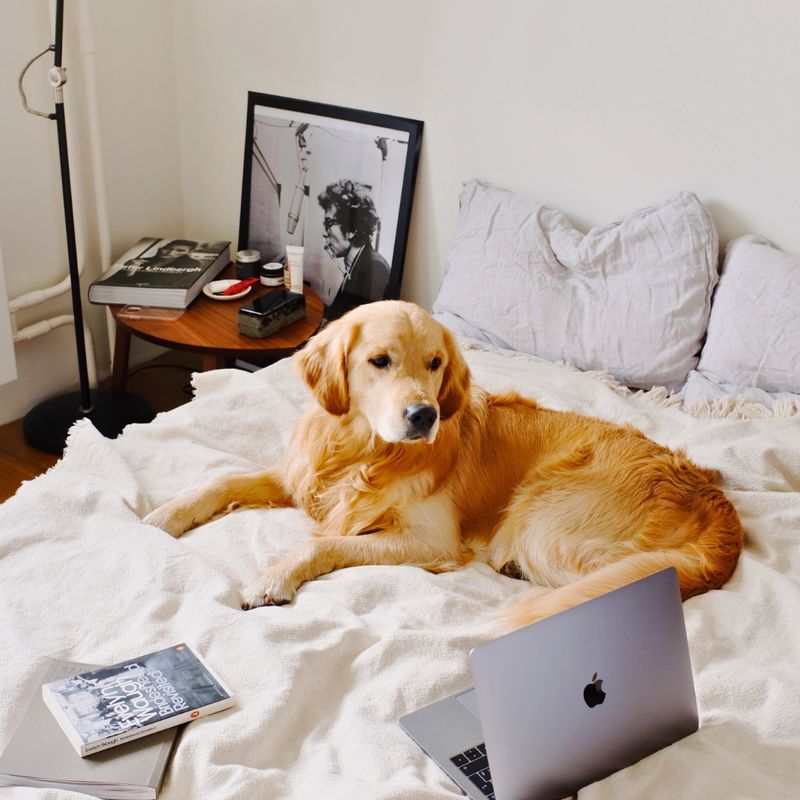 1-Flying Your Puppy Essential Tips for a StressFree Experience.jpg