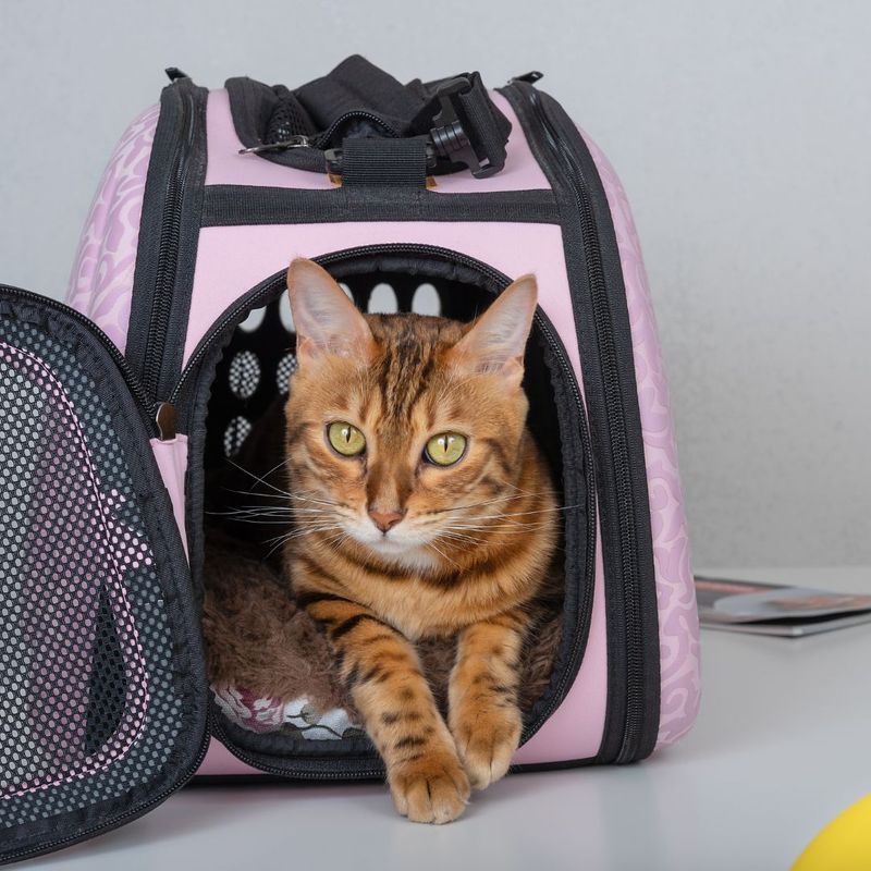 Why You Should Leave Pet Transportation to the Professionals - 1.jpg