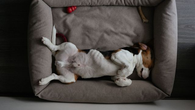 dog in bed