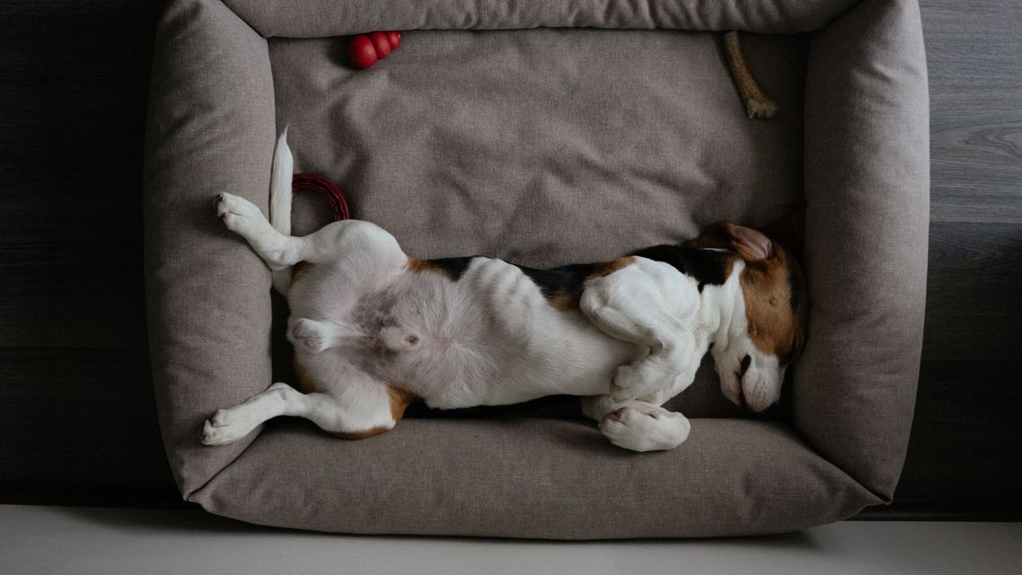 dog in bed