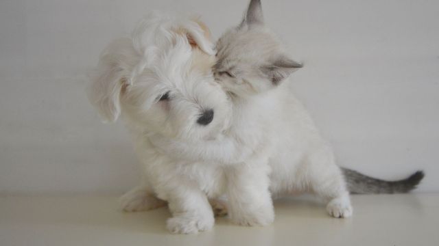 puppy and kitten playing