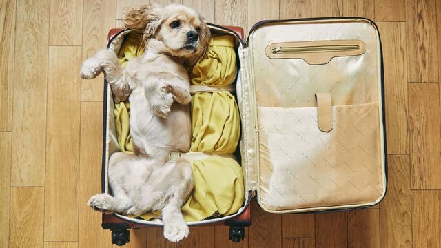 dog travel header.jpg