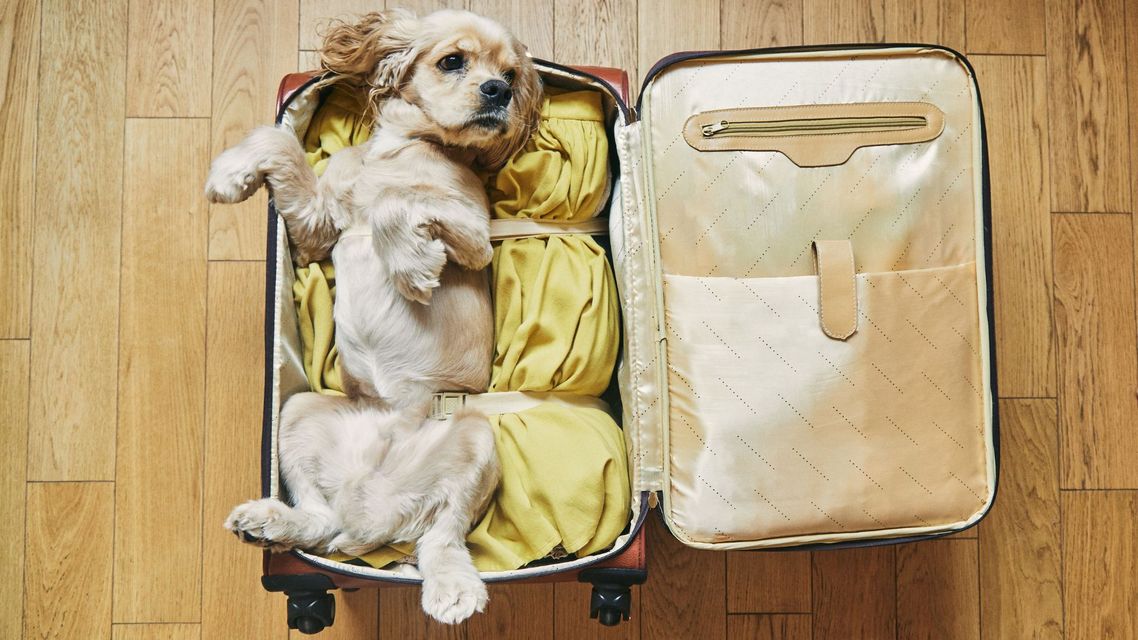 dog travel header.jpg