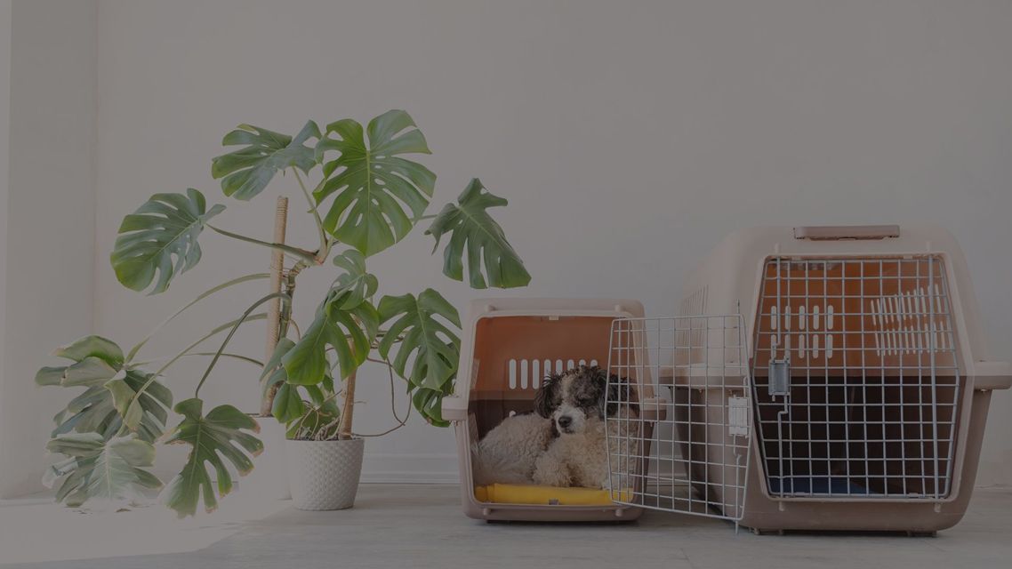 dog in carrier