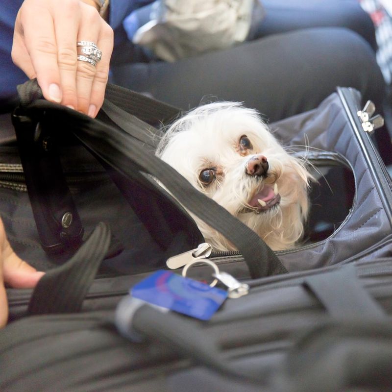 dog in a pet carrier on an airplane seat