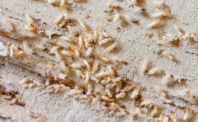 termites-5b27dccb8cba0.jpg