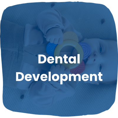 Dental Development Dental Development