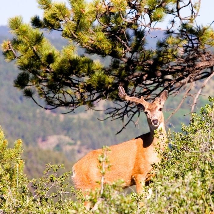 deer in the rockies