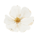 Our Services Icon 3.png