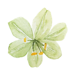 Our Services Icon 1.png