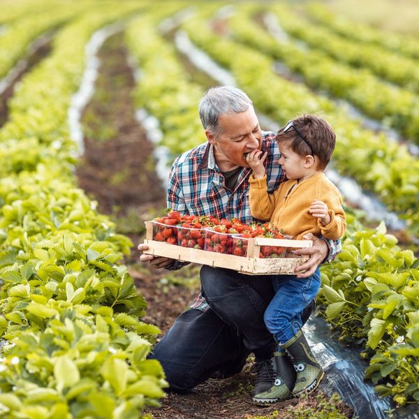 A father and son gathering strawberries from a farm