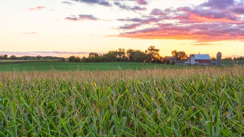 field of crops at sunset