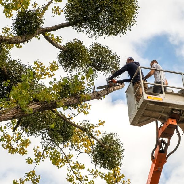 using crane to cut tree