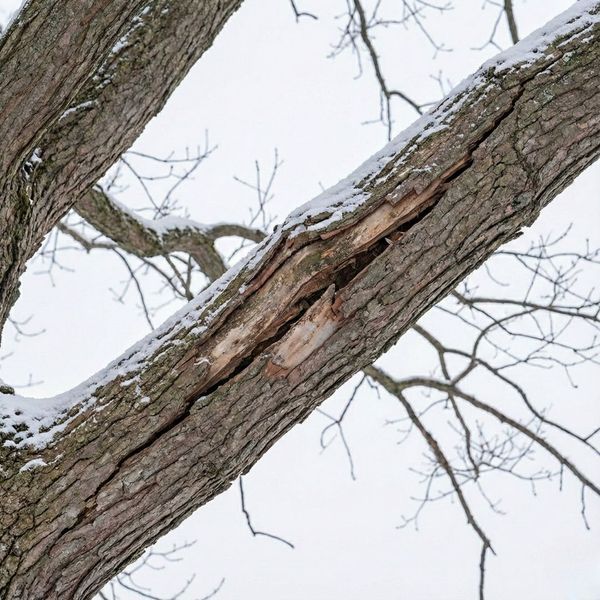 close-up of a cracked branch