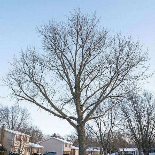 healthy, well-maintained tree